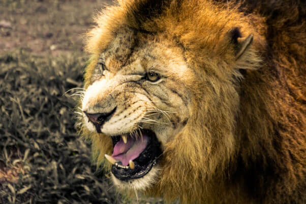 Lion Roaring