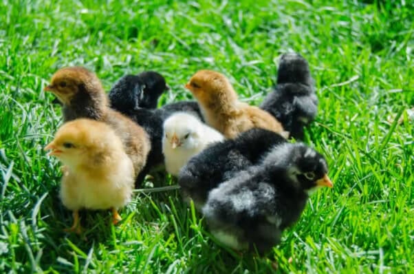 Baby Chicks