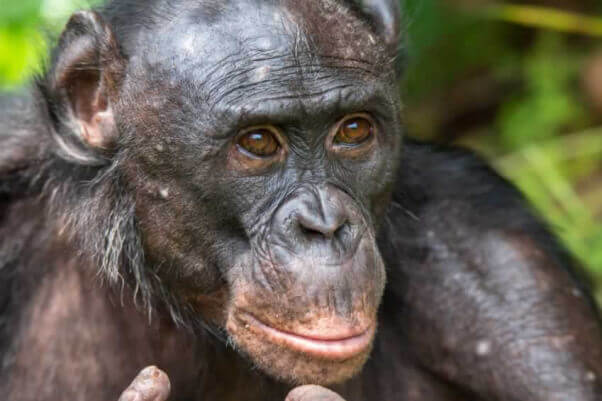 Thoughtful Chimpanzee