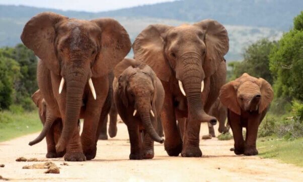 A herd of African elephants walking toward camera