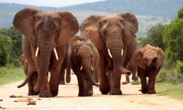 African Elephants