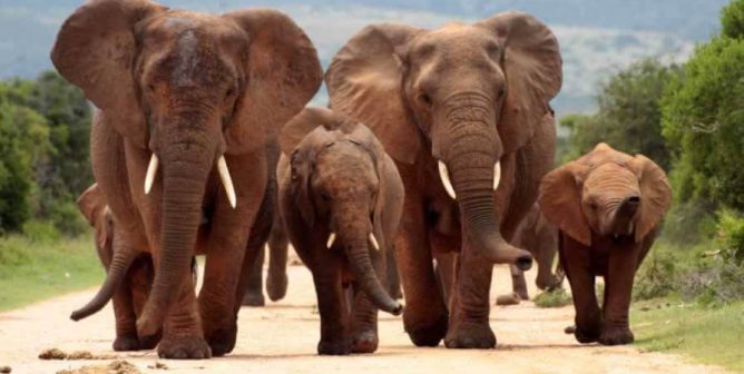 A herd of African elephants walking toward camera
