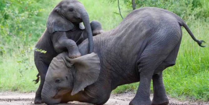 AZA bullhook ban progress for captive elephants