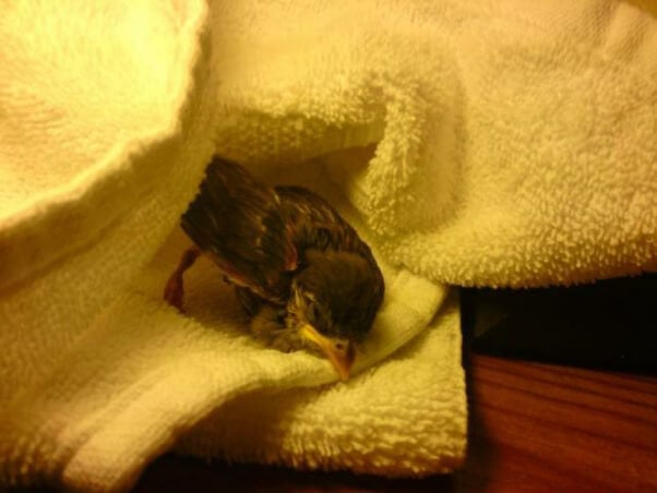 Injured Young Fledgling