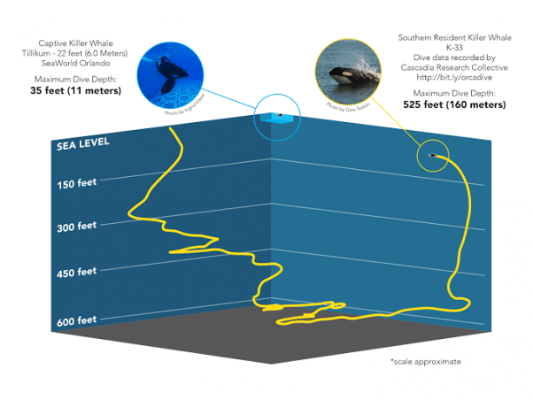 Whale dive graphic