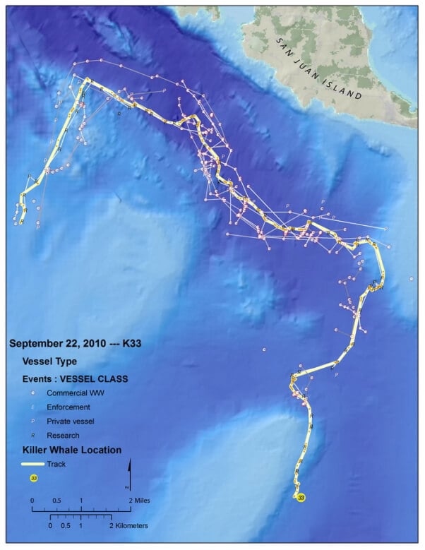 Whale dive graphic