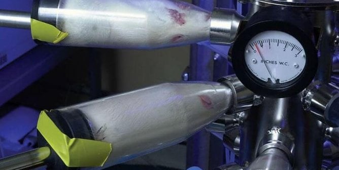 rats in inhalation tube in laboratory