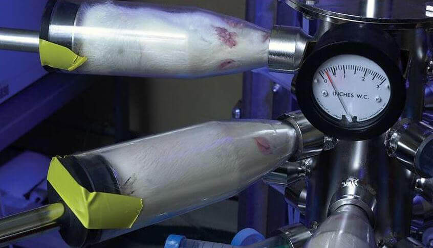 rats in inhalation tube in laboratory