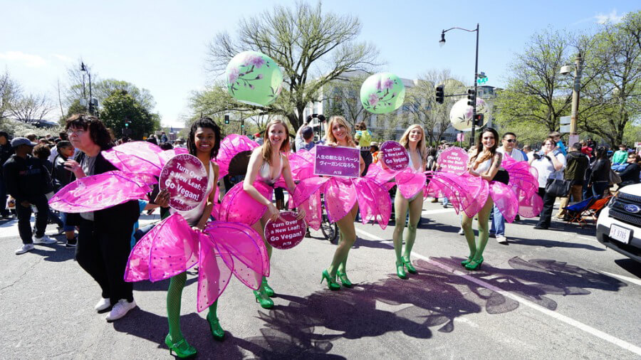 Cherry Blossom Festival Parade