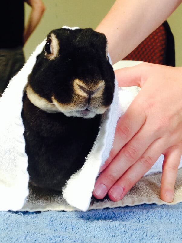 Cherry Valley Rabbit Bunny Rescue