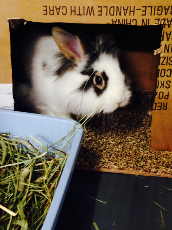 Cherry Valley Rabbit Bunny Rescue