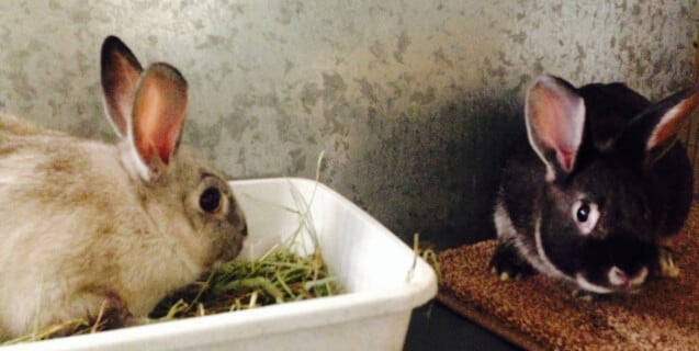 Cherry Valley Rabbit Bunny Rescue