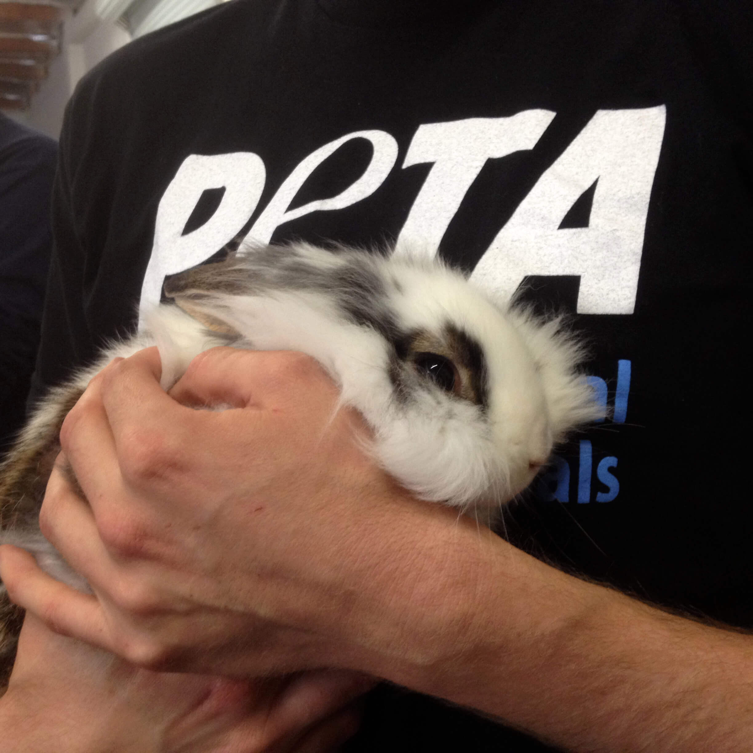 looking after a rabbit indoors