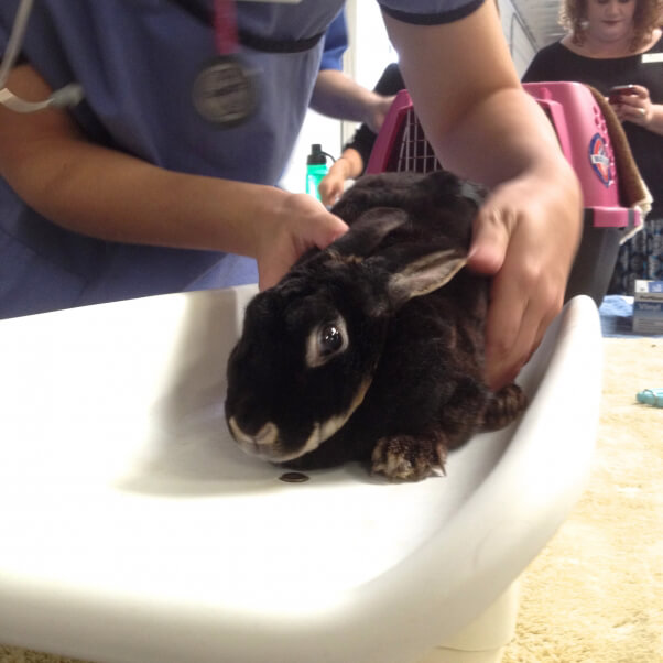 10 Reasons Not to Buy a Bunny This Easter PETA