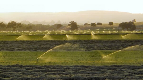 Alfalfa fields under irrigation