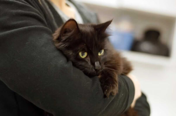 America, a black cat available for adoption