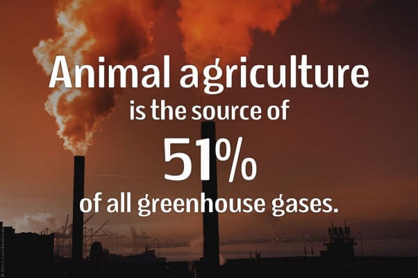Animal-Agriculture-Source-Greenhouse-Gasses-PETA