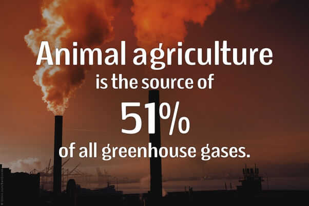 Animal-Agriculture-Source-Greenhouse-Gasses-PETA