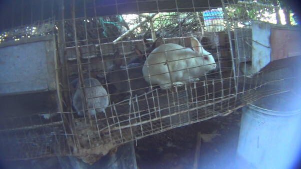 Cherry Valley Rabbit Bunny Rescue