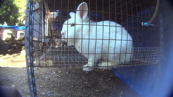 Cherry Valley Rabbit Bunny Rescue