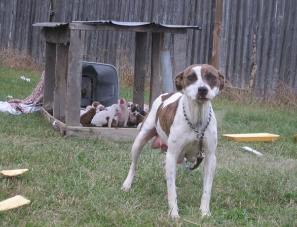 chained dog