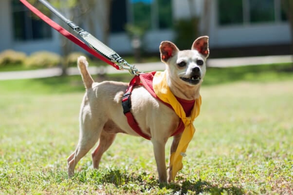 Daisy, a Chihuahua available for adoption