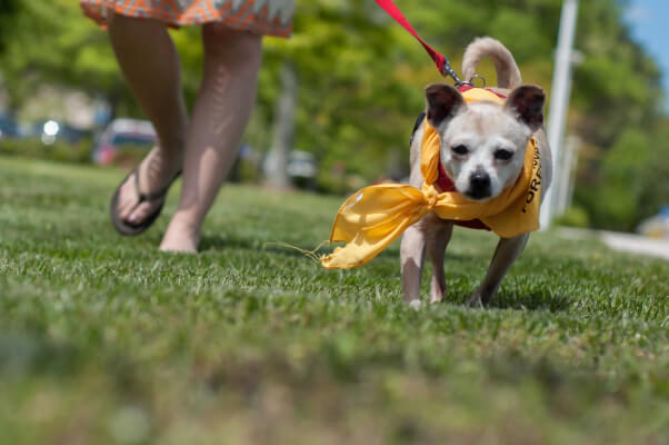 Daisy, a Chihuahua available for adoption