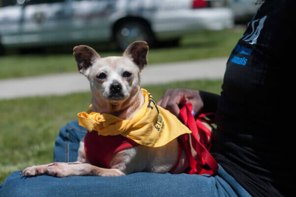 Daisy, a Chihuahua available for adoption