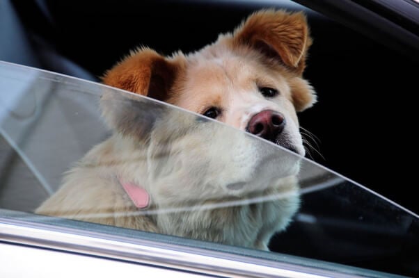 Dog-with-window-cracked