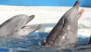 Aquariums and Marine Parks