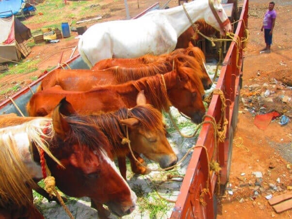 Truckload of Horses with Grass