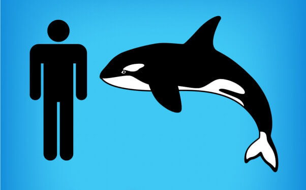 I, orca logo