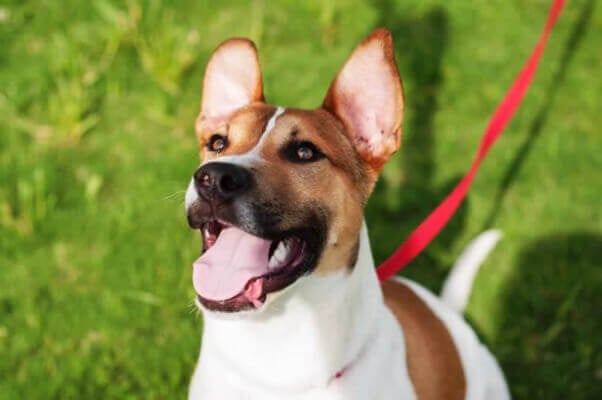 Adorable smiley brown-and-white rescued dog on leash