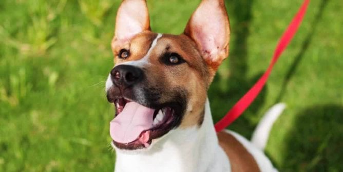 Adorable smiley brown-and-white rescued dog on leash