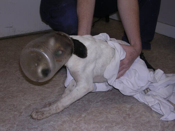 Puppy-With-Jar-on-Head