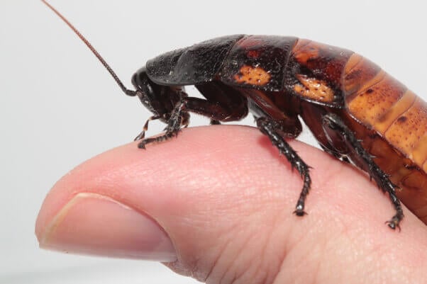 Roach cockroach beetle