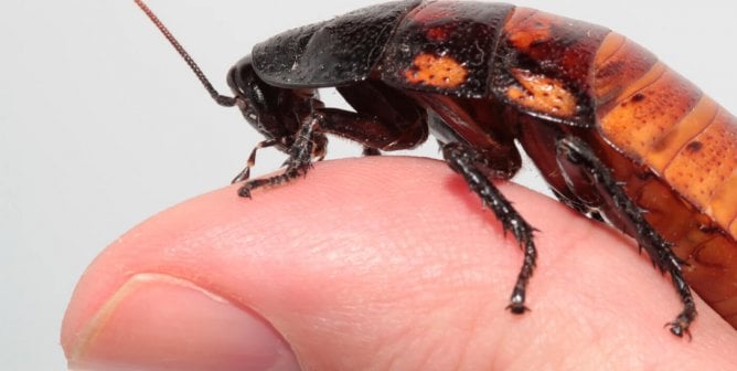 Think Cockroach Milk Sounds Gross? Cow’s Milk Is Equally Disgusting