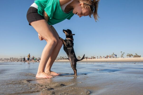 Skippy the Chihuahua dog at the beach 2