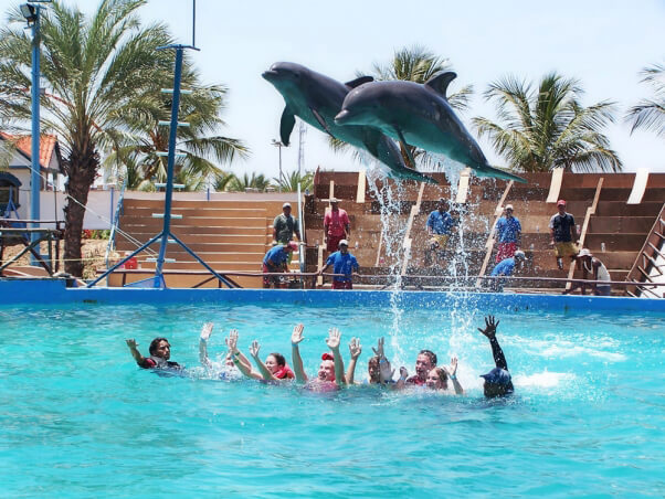 Swim-With-Dolphins-Trick