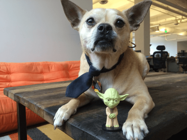 Yoda with Dog