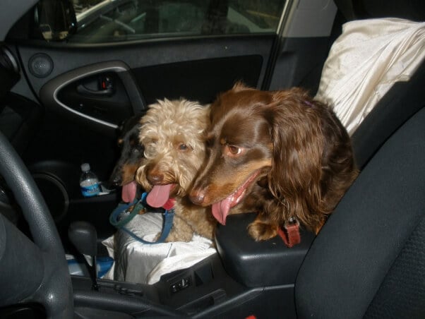 group-of-puppies-in-a-hot-car