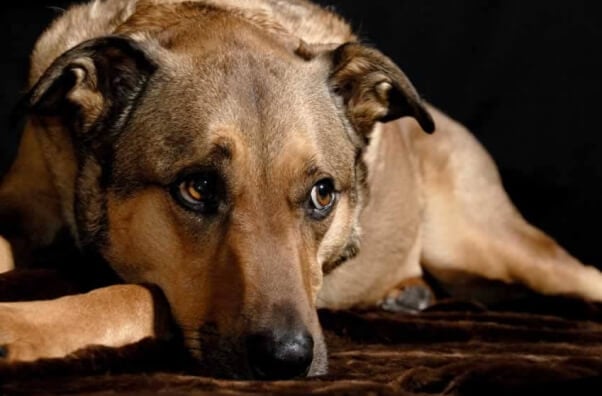 Brown mixed-breed dog lying on carpet