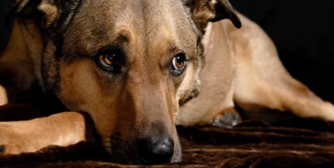 Brown mixed-breed dog lying on carpet