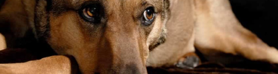 Brown mixed-breed dog lying on carpet