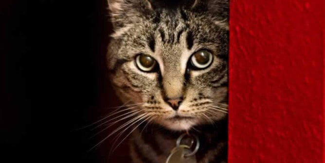 Tabby cat wearing collar and tags next to red wall