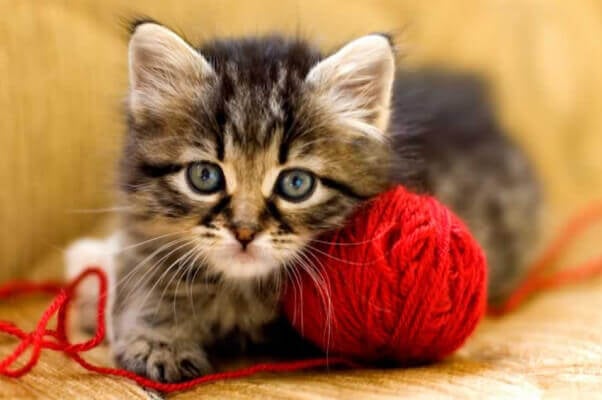 Kitten with yarn