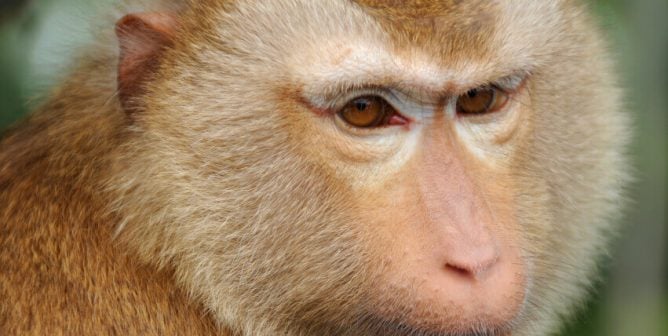 Female Pig-tailed Macaque