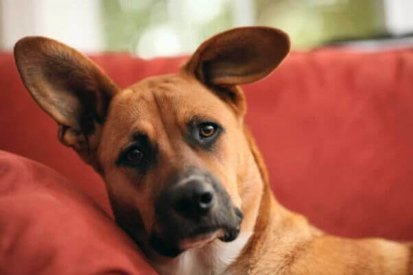 Dog on couch