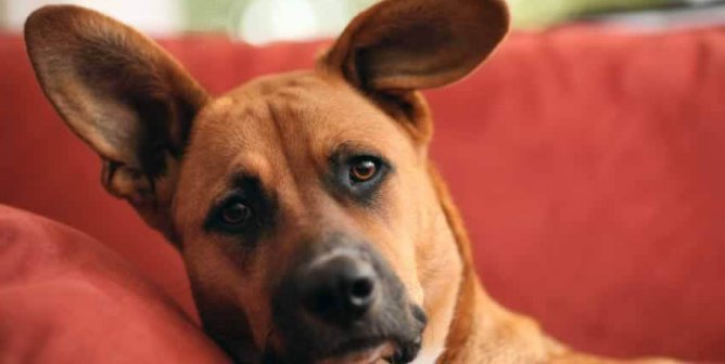 Large brown mixed breed dog on red couch