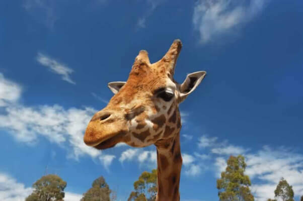 Giraffe